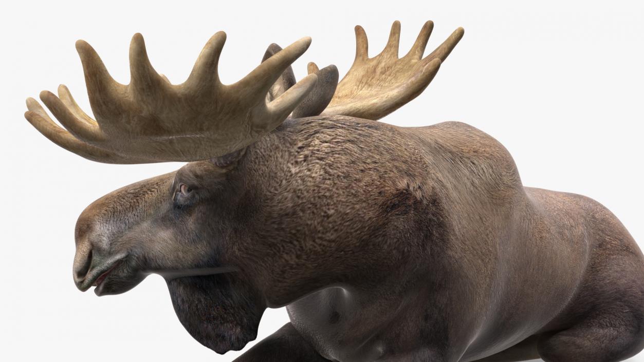 3D Lying Moose No Fur model