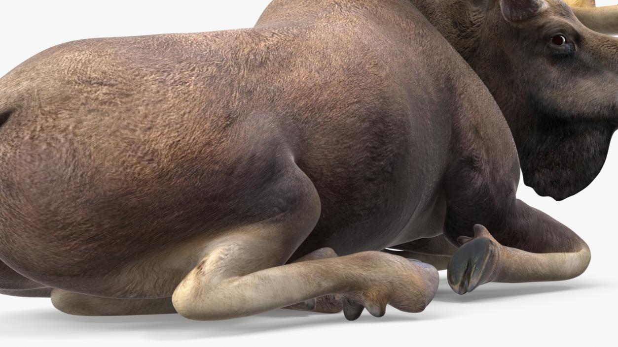 3D Lying Moose No Fur model