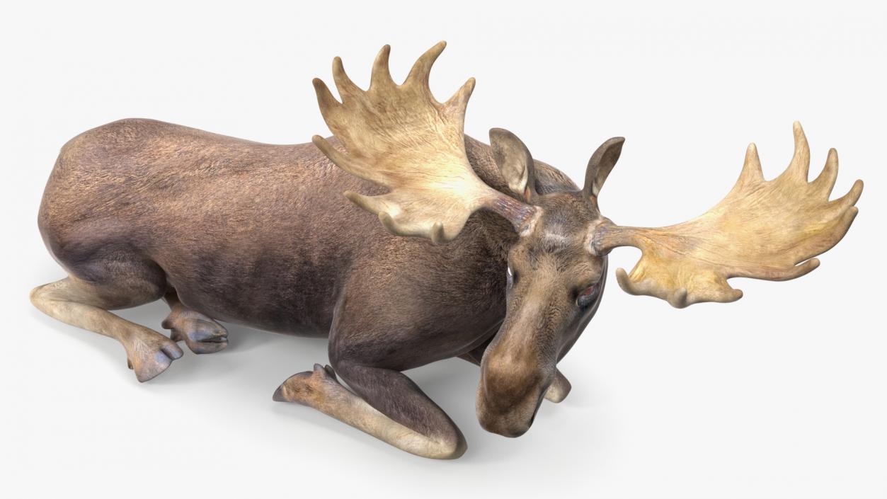 3D Lying Moose No Fur model