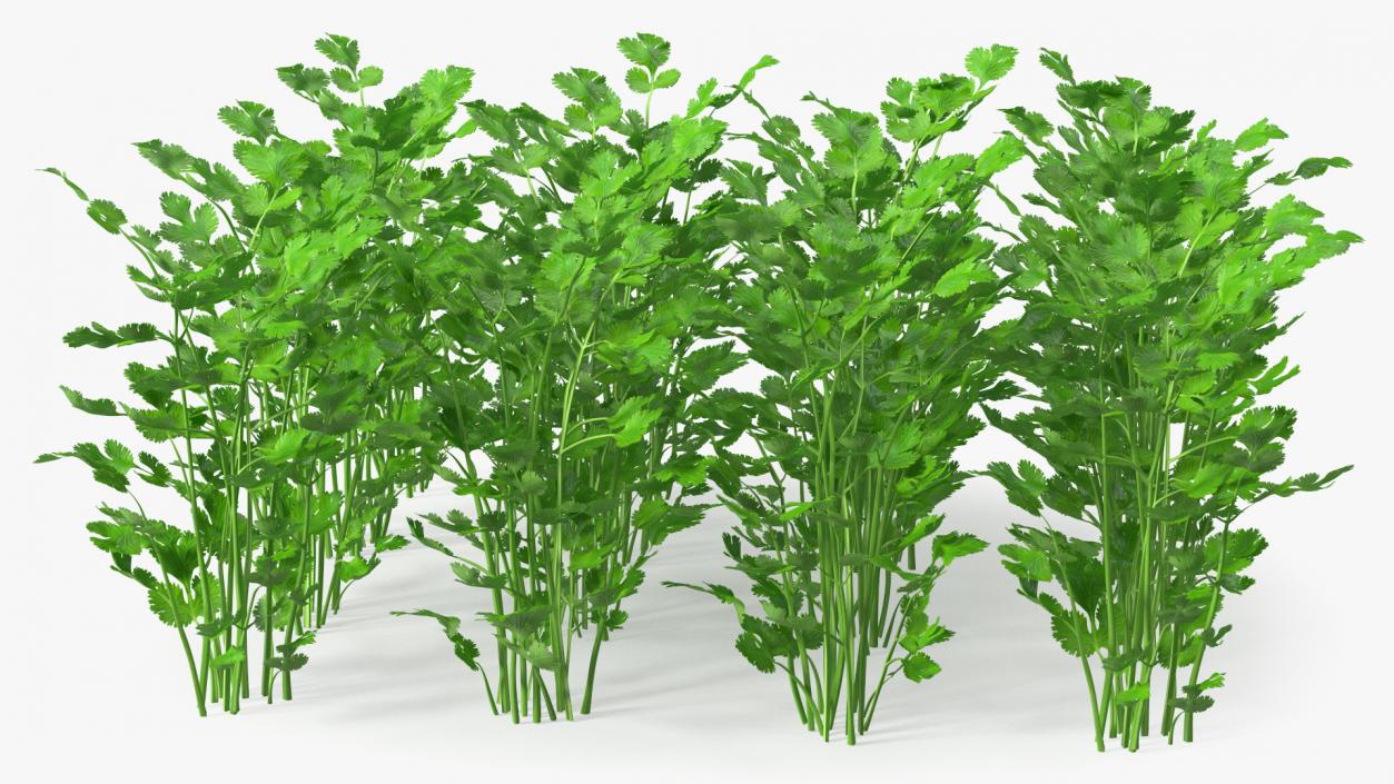 Cilantro Garden Bed 3D model