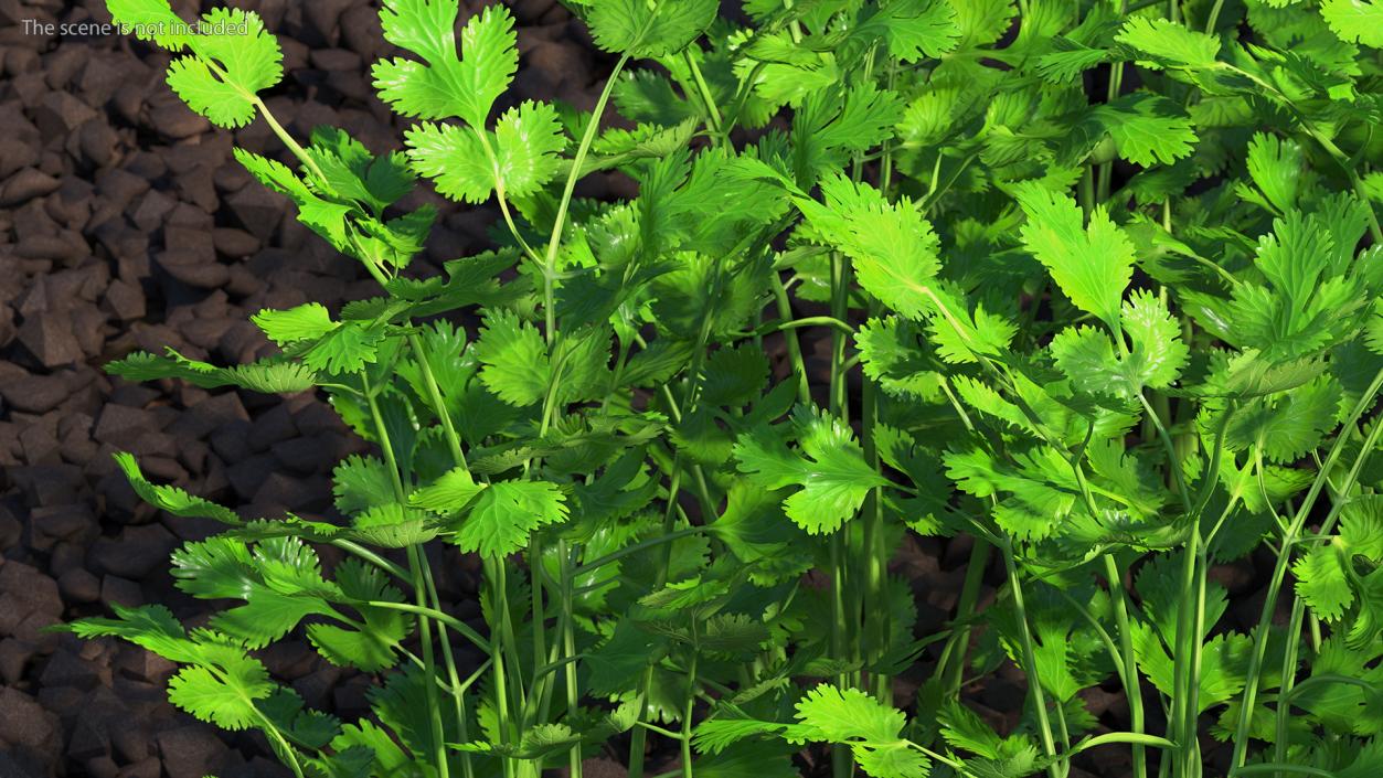 Cilantro Garden Bed 3D model