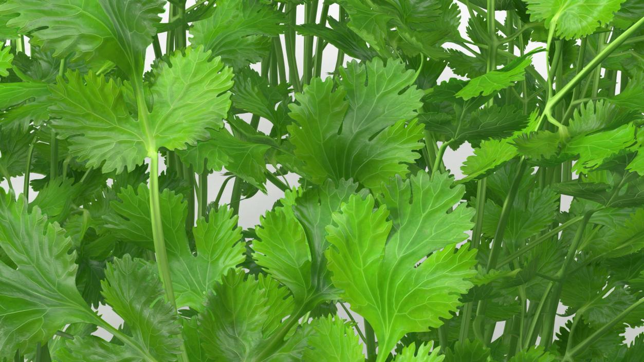 Cilantro Garden Bed 3D model