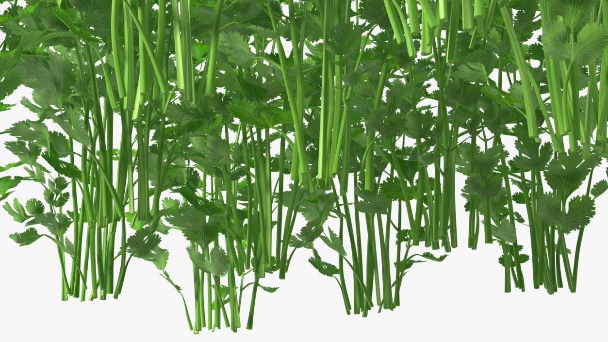 Cilantro Garden Bed 3D model