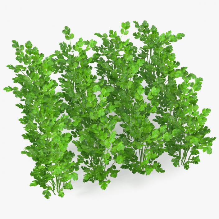 Cilantro Garden Bed 3D model