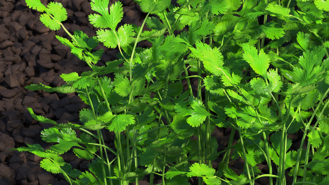 Cilantro Garden Bed 3D model