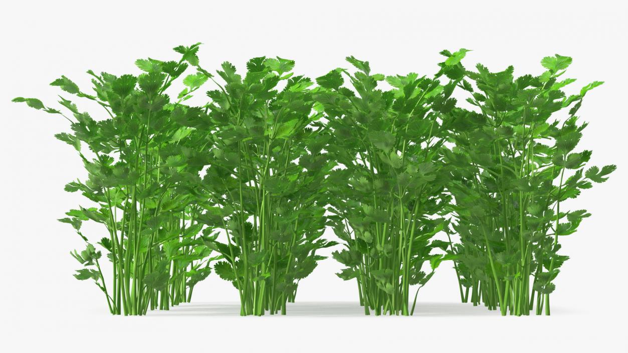 Cilantro Garden Bed 3D model