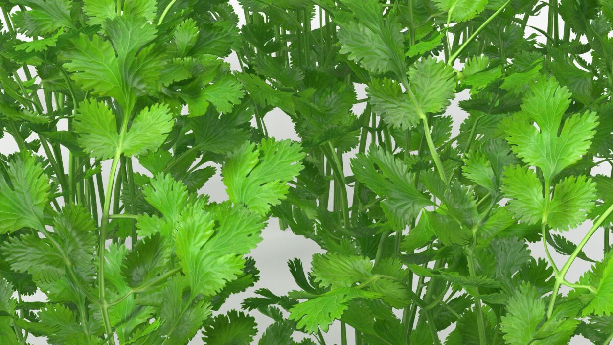 Cilantro Garden Bed 3D model