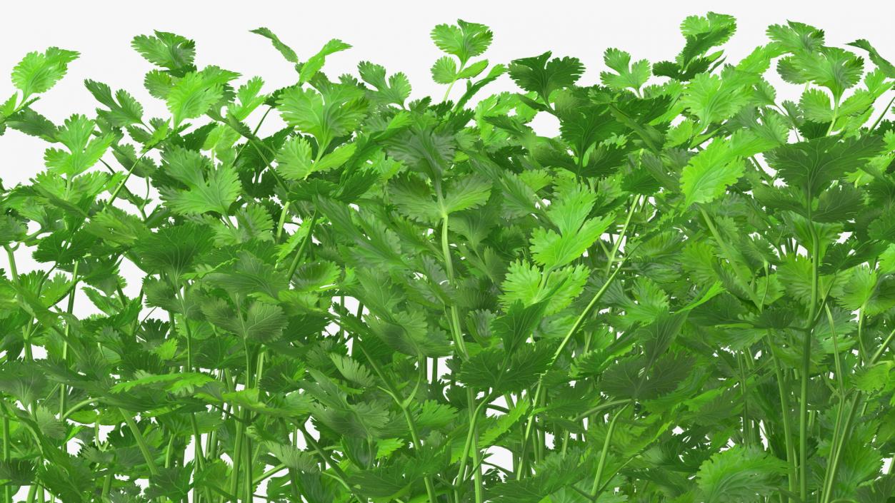 Cilantro Garden Bed 3D model