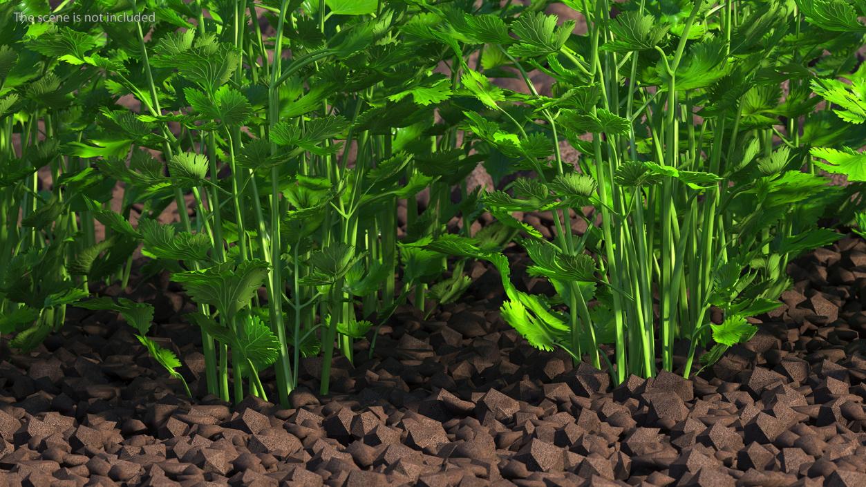 Cilantro Garden Bed 3D model