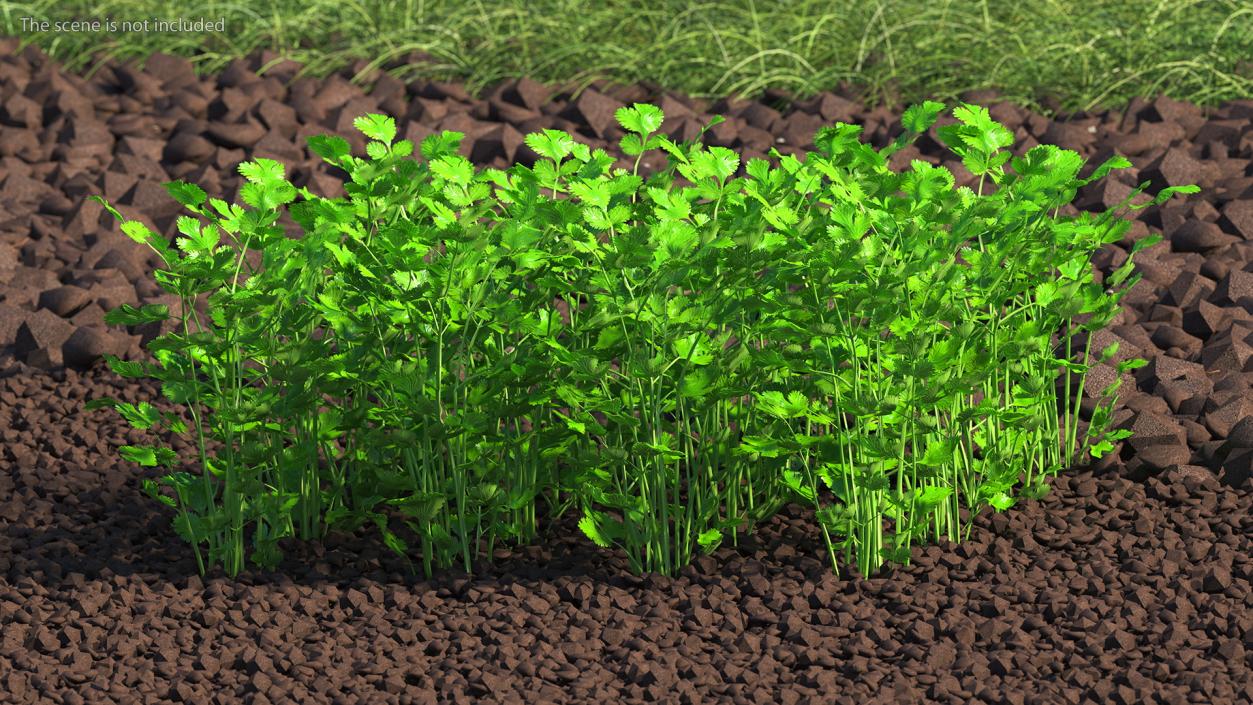 Cilantro Garden Bed 3D model