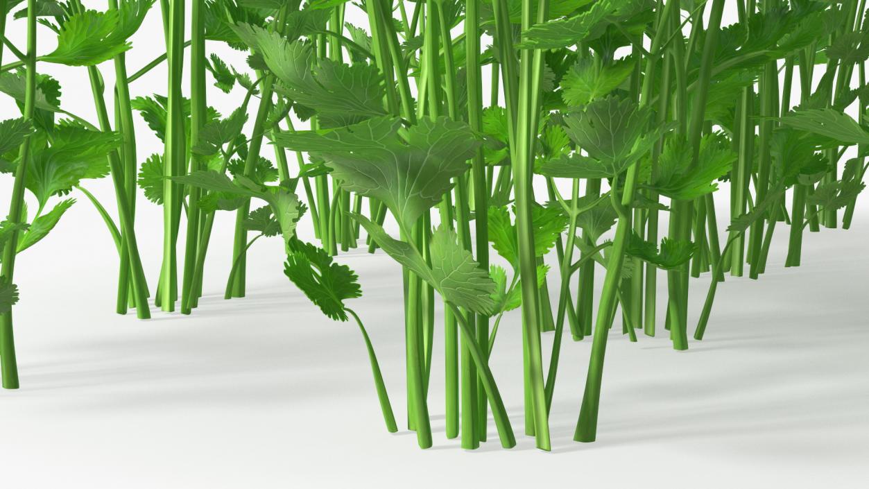 Cilantro Garden Bed 3D model