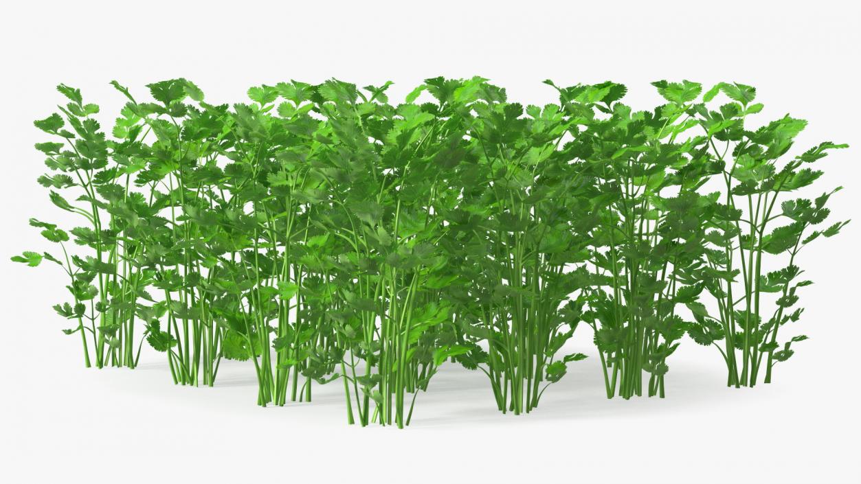 Cilantro Garden Bed 3D model