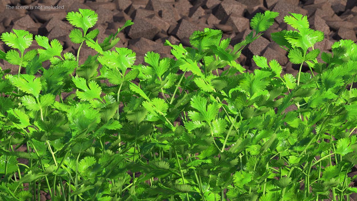 Cilantro Garden Bed 3D model