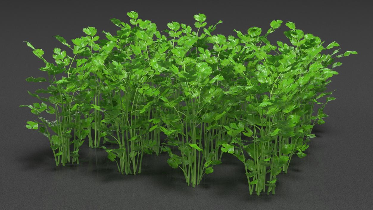 Cilantro Garden Bed 3D model