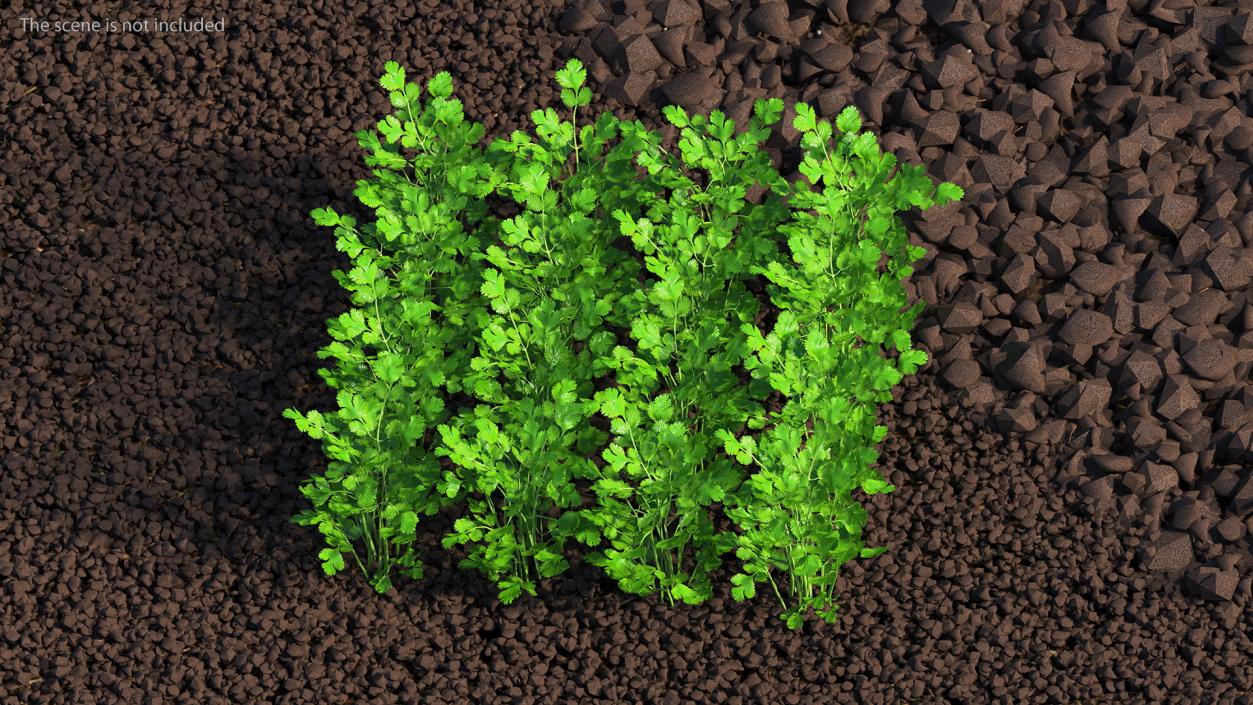 Cilantro Garden Bed 3D model