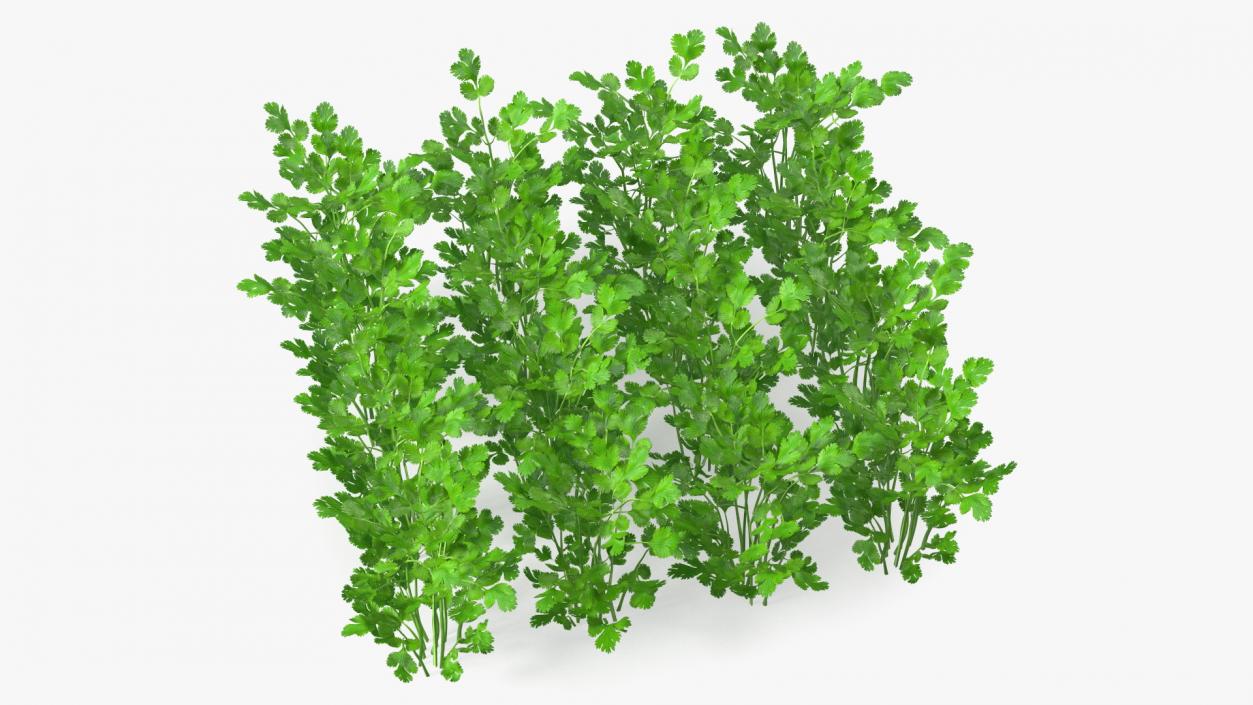 Cilantro Garden Bed 3D model