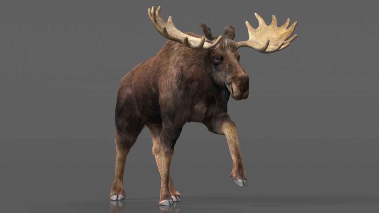 Walking Moose Fur 3D