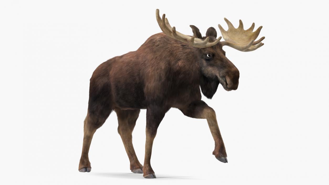 Walking Moose Fur 3D