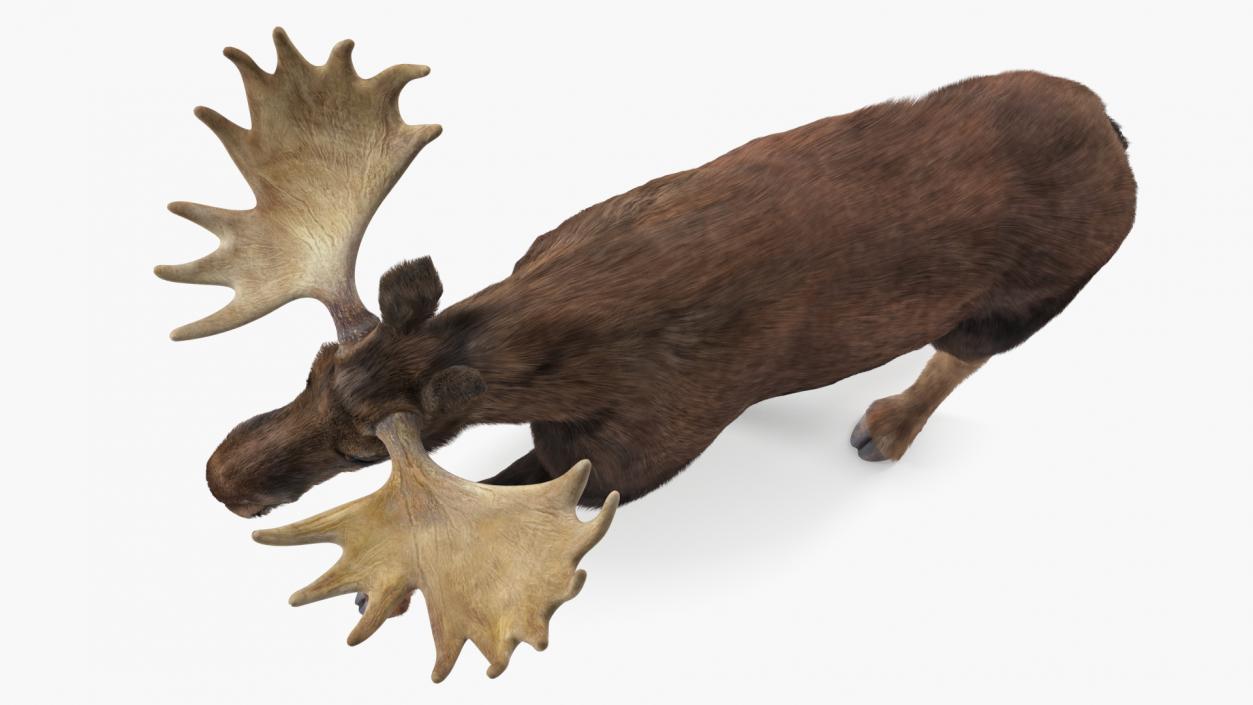 Walking Moose Fur 3D