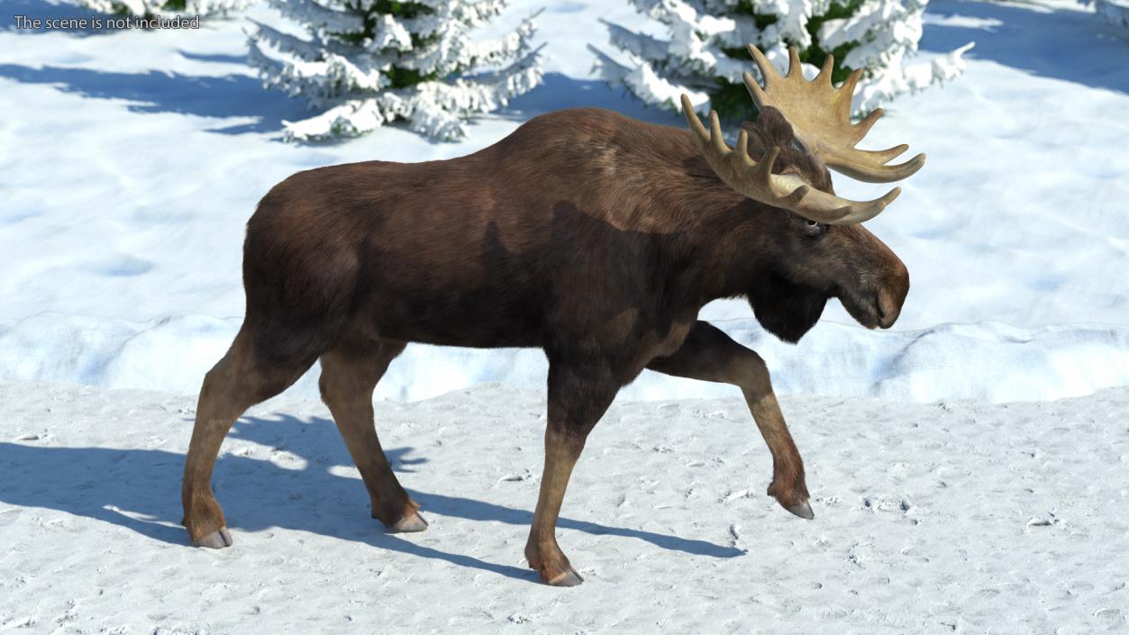 Walking Moose Fur 3D