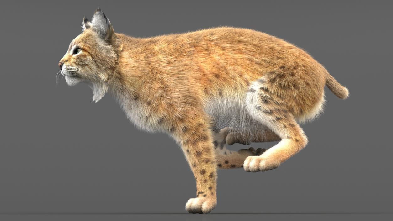 3D Lynx Running Fur