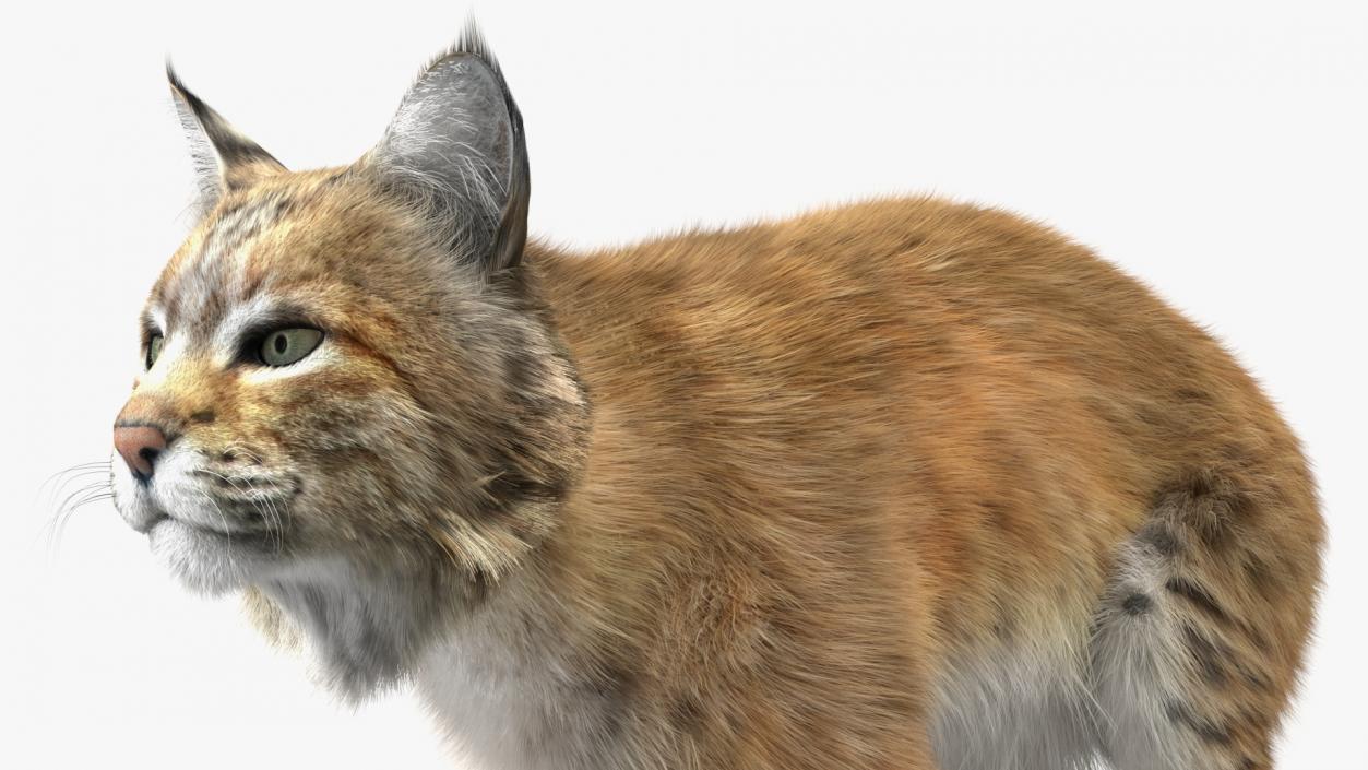 3D Lynx Running Fur