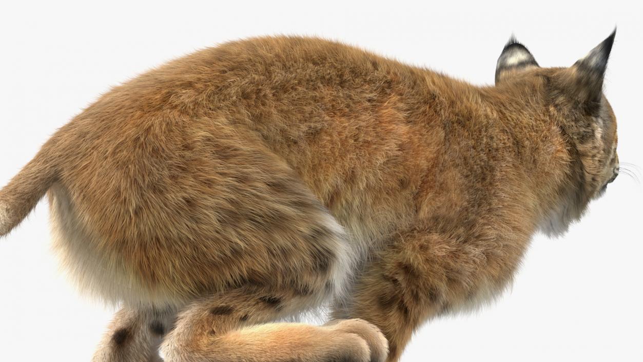 3D Lynx Running Fur