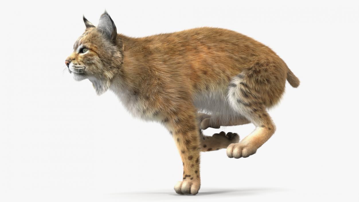 3D Lynx Running Fur