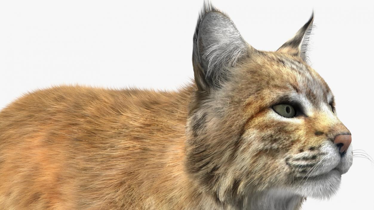 3D Lynx Running Fur