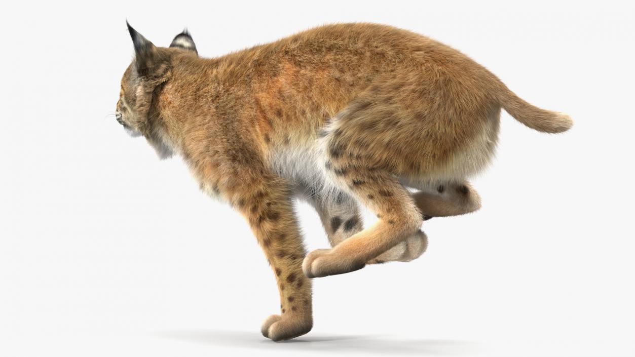 3D Lynx Running Fur