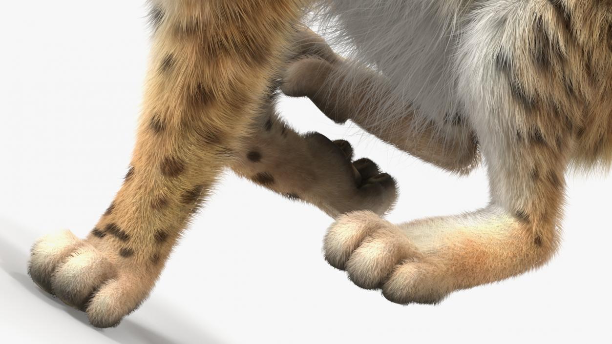 3D Lynx Running Fur