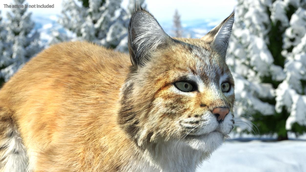 3D Lynx Running Fur