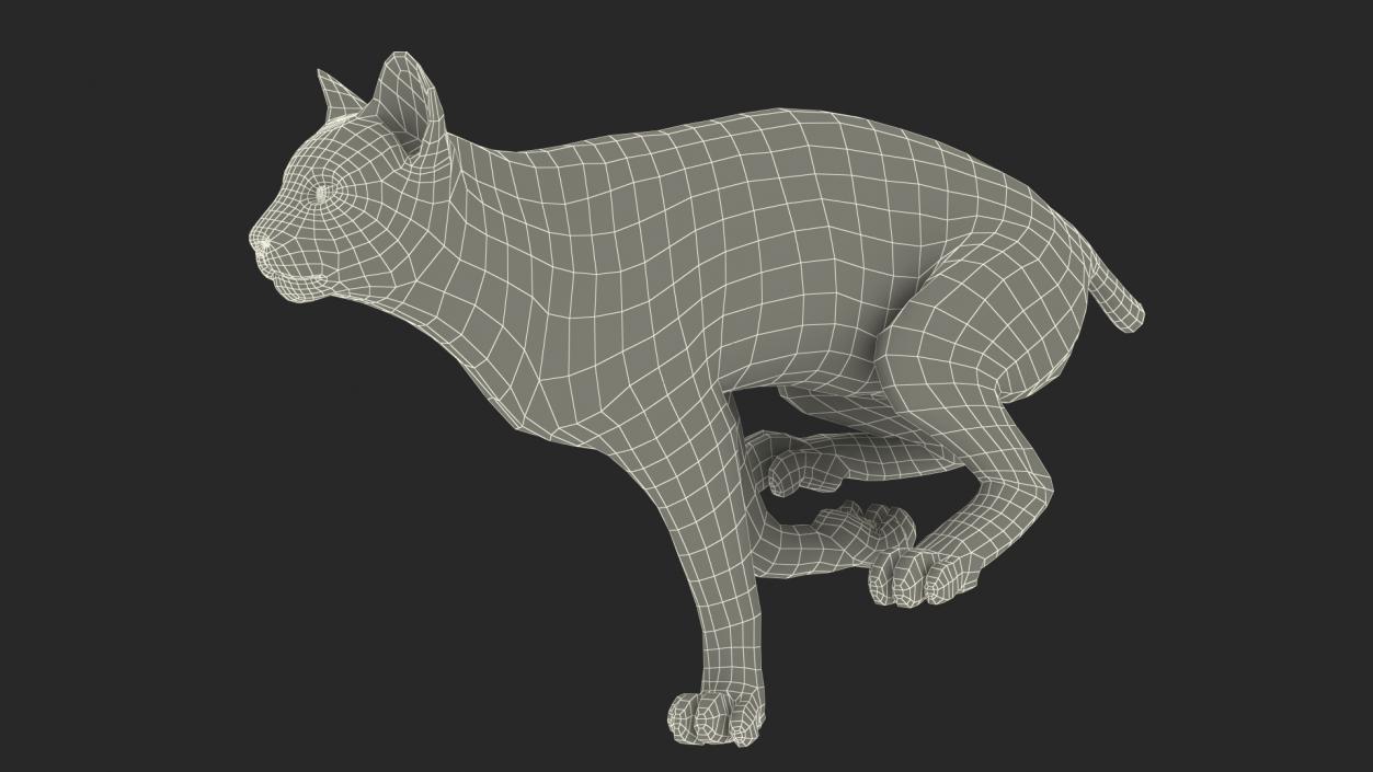 3D Lynx Running Fur