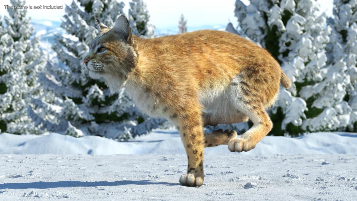 3D Lynx Running Fur