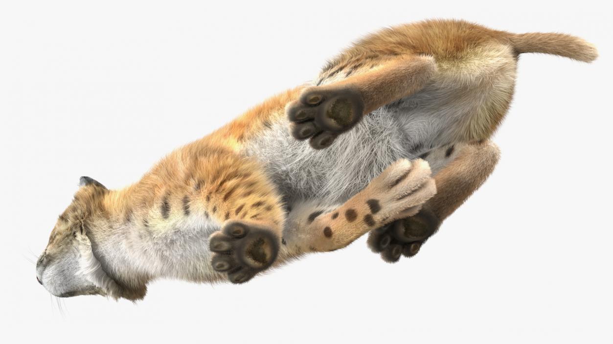 3D Lynx Running Fur