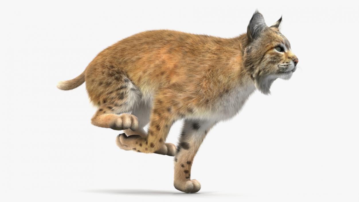 3D Lynx Running Fur