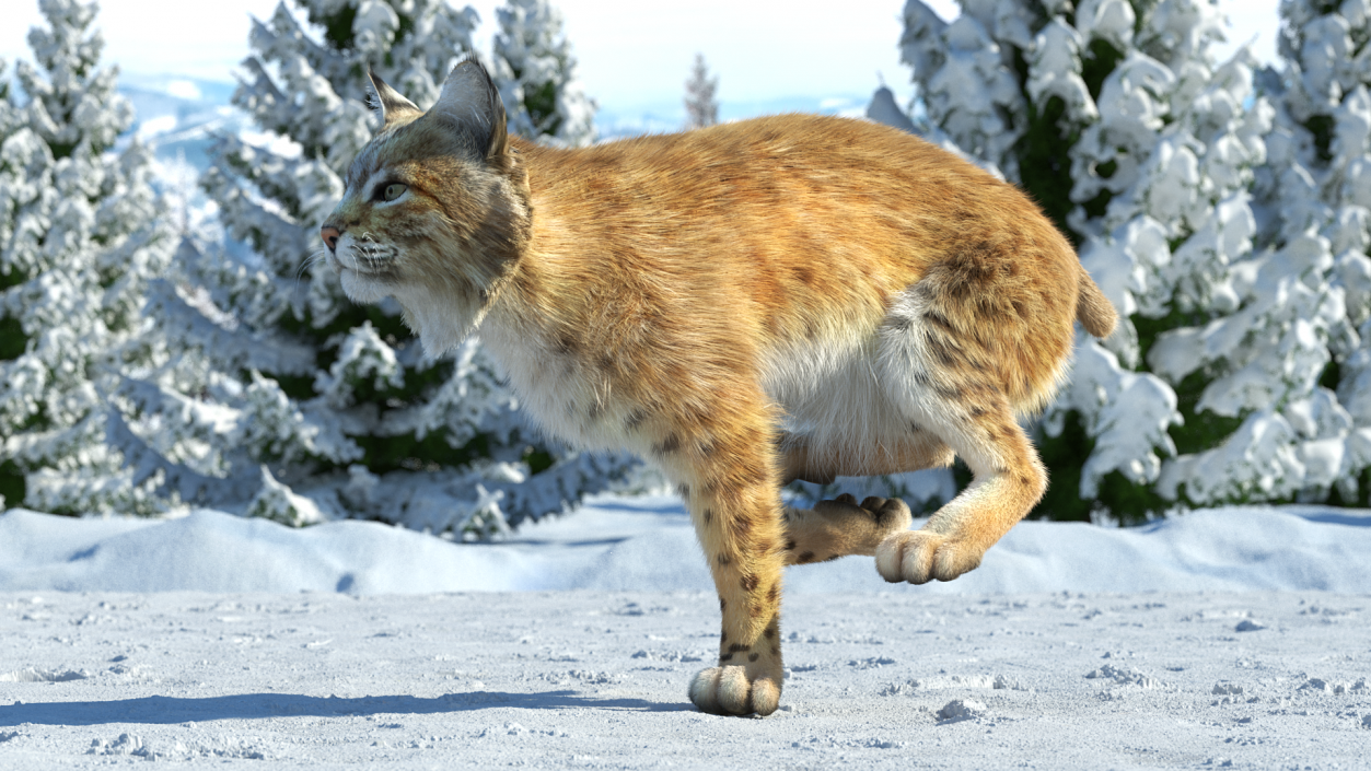 3D Lynx Running Fur