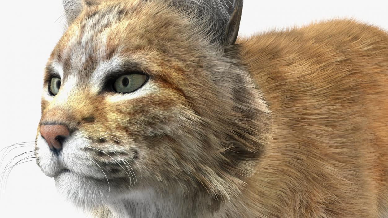 3D Lynx Running Fur