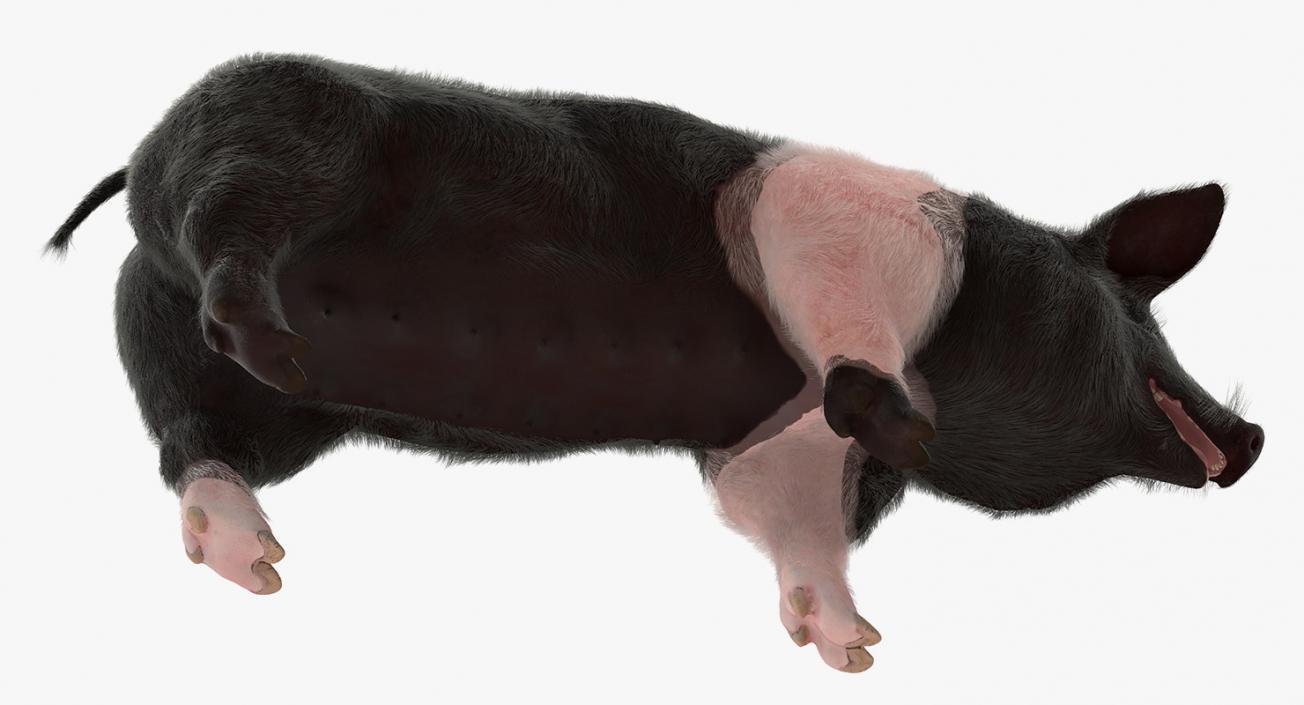 3D Hampshire Pig Sow with Fur Rigged model