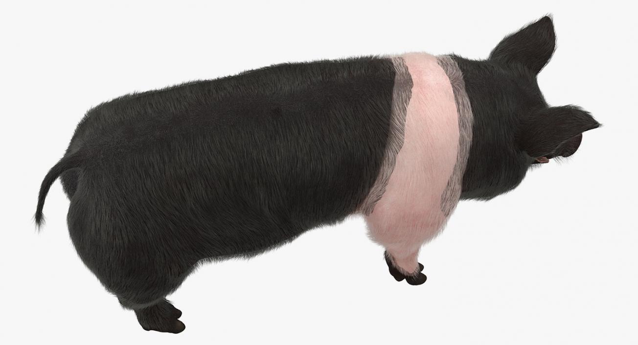 3D Hampshire Pig Sow with Fur Rigged model