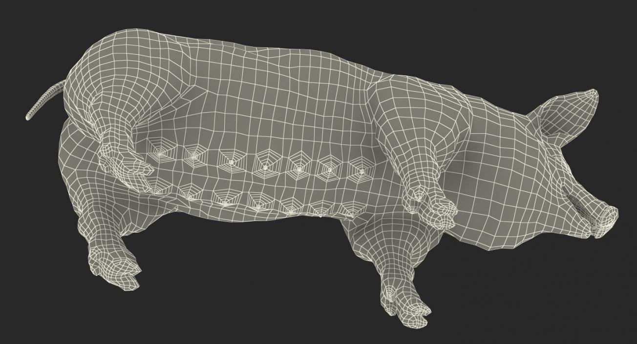 3D Hampshire Pig Sow with Fur Rigged model