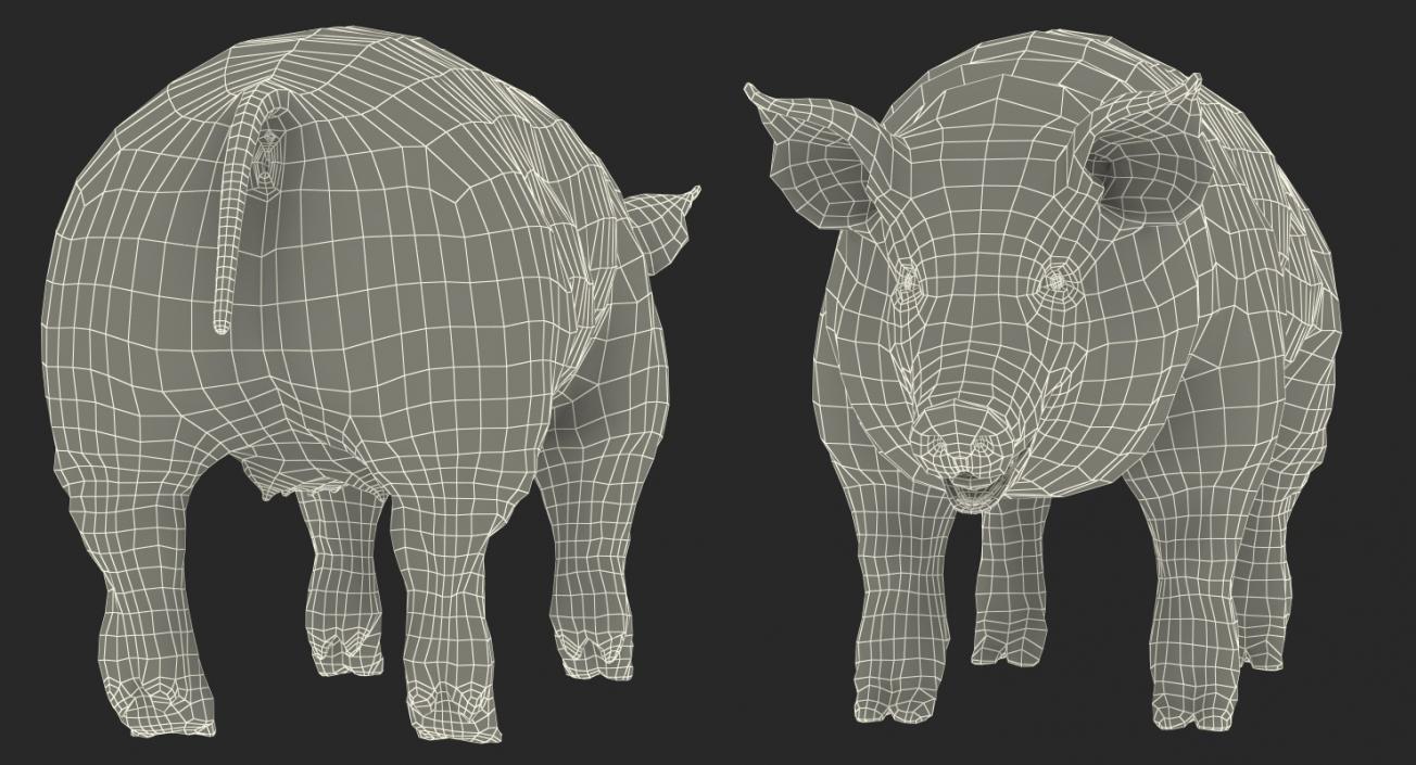 3D Hampshire Pig Sow with Fur Rigged model