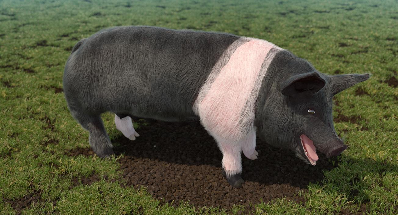 3D Hampshire Pig Sow with Fur Rigged model