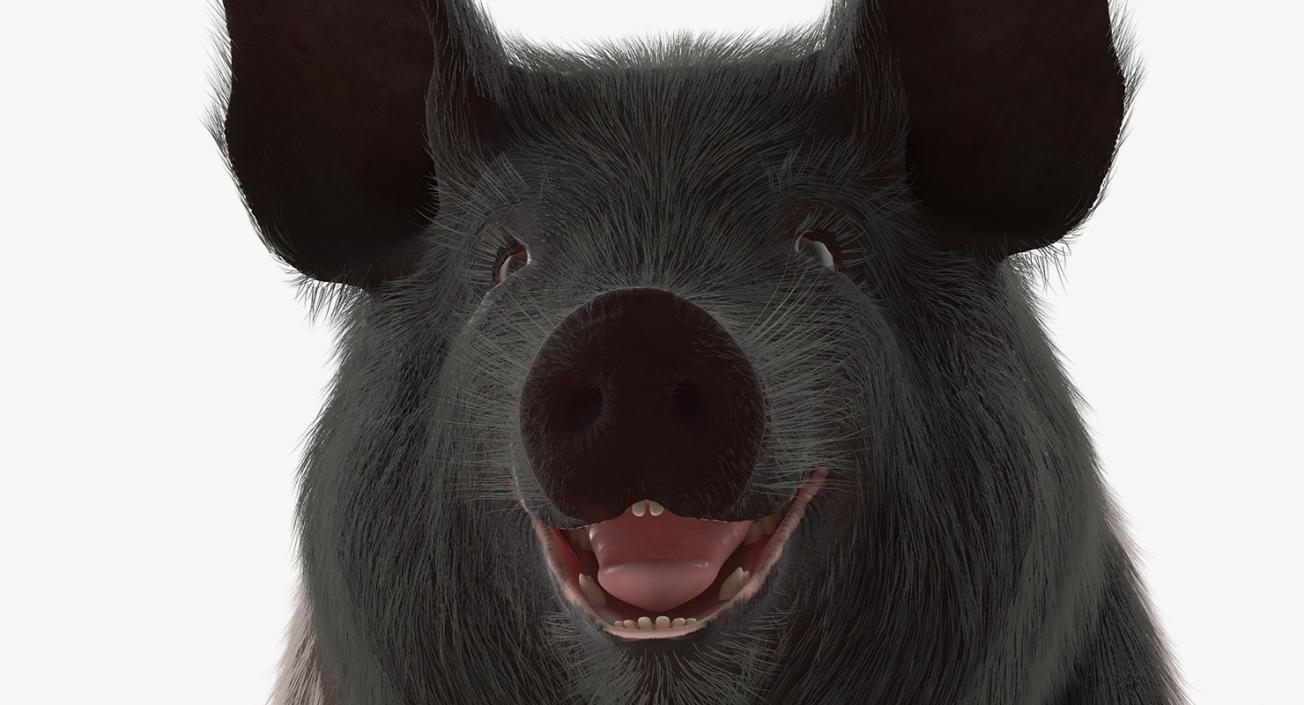 3D Hampshire Pig Sow with Fur Rigged model