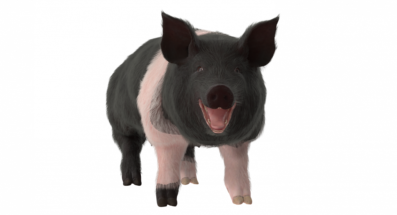 3D Hampshire Pig Sow with Fur Rigged model