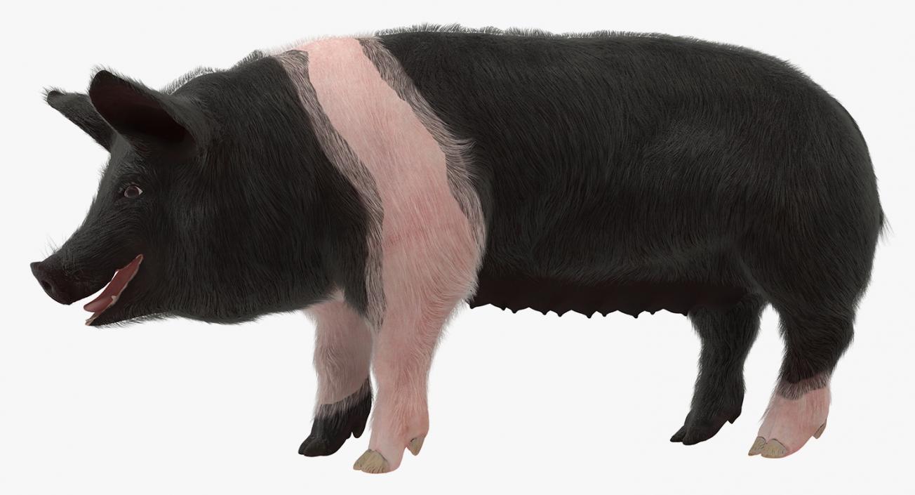 3D Hampshire Pig Sow with Fur Rigged model