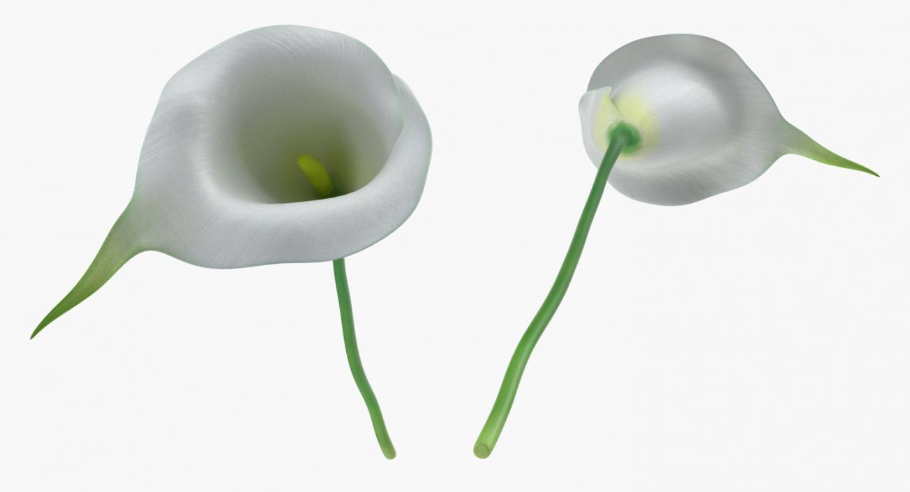 Calla Flower 3D