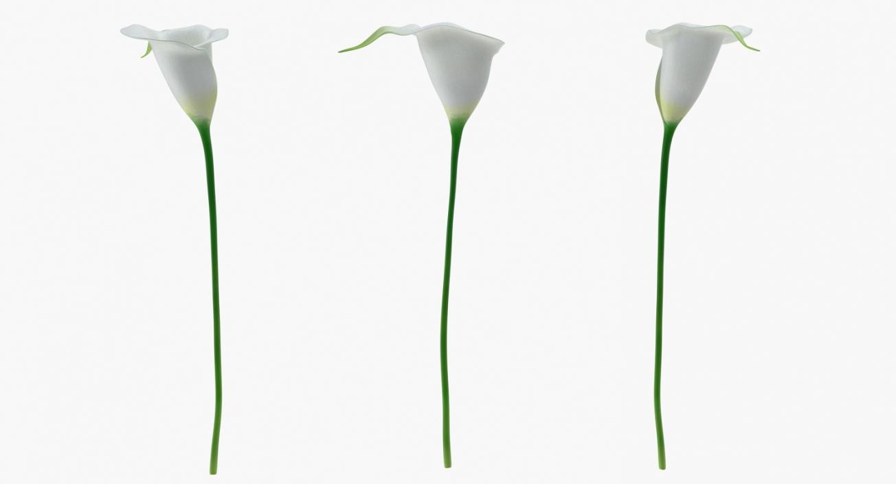 Calla Flower 3D