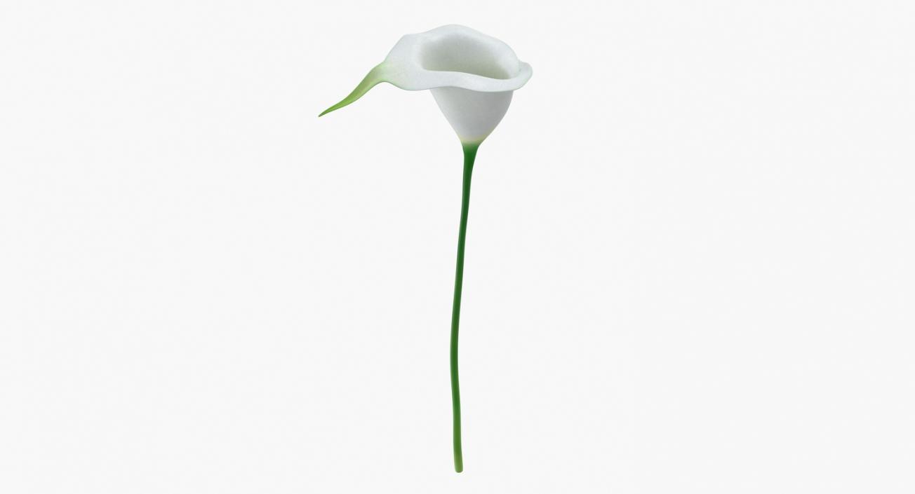 Calla Flower 3D