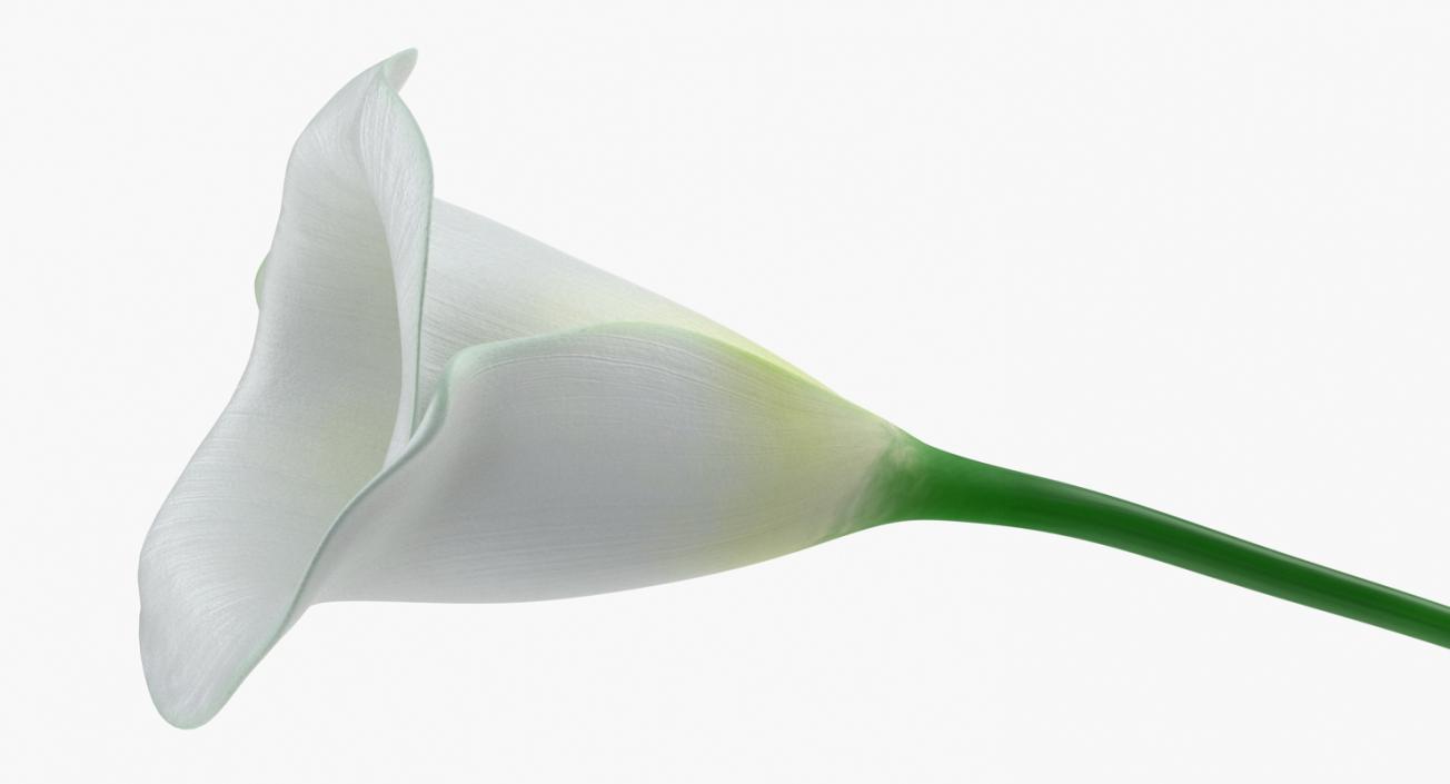 Calla Flower 3D